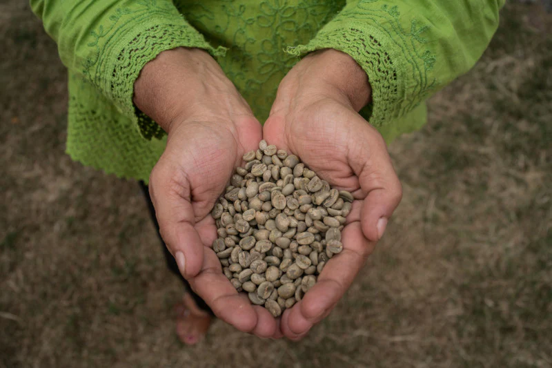 Luwak Coffee Drying Methods